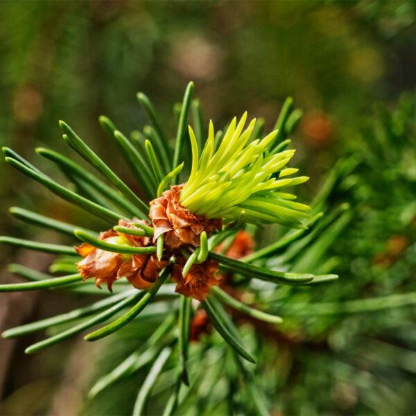 picea-abies-feuillage