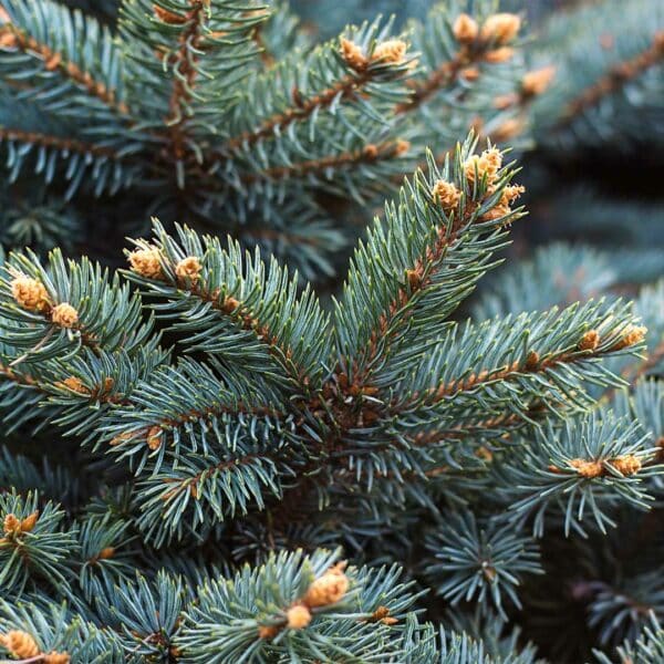 picea-pungens-feuillage